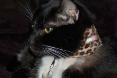 Trey-in-leopard-Kitty-Kollar