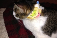 Tweak-looking-spiffy-in-his-new-Kitty-Kollar