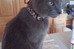 Watson-is-in-his-new-leopard-Kitty-Kollar