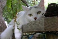 Weezy-MacKinnon-feels-better-in-Kitty-Kollar