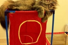 Whiskers-in-Singapore-waiting-for-the-Kitty-Kollar-in-the-mail