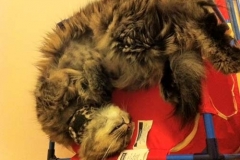 Whiskers-in-Singapore-with-leopard-Kitty-Kollar