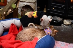 Whuppity-in-Scotland-relaxing-by-the-hearth