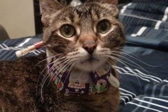 Willow-in-a-colorful-Kitty-Kollar