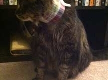 Zeke-Wile-pretty-in-plaid-Kitty-Kollar