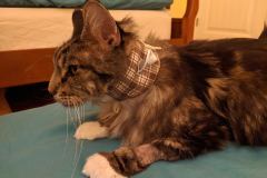 aiden-wearing-kitty-kollar
