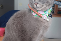 ava-kitty-kollar