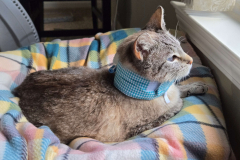 azura-wearing-kitty-kollar