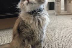 bella