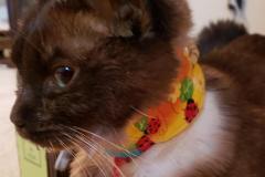 cat-with-kitty-kollar