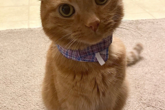 chubby-kitty-kollar