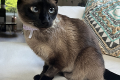 clementine-wearing-kitty-kollar