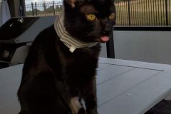 jack