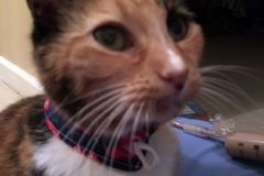 maggie-may