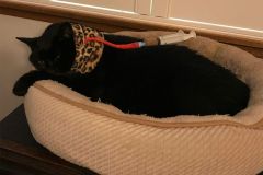 otto-kitty-kollar