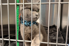 rescue-cat-wearing-kitty-kollar