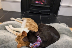 zulu-and-frodo-by-fire-kitty-collar