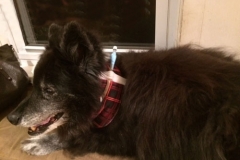 Annabelle wearing her Kanine Kollar
