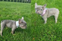 Chunk and Piper