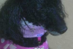Gidgett-wears-a-Kanine-Kollar-that-complements-her-halter
