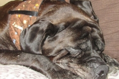 Goliath-the-Mastiff-wearing-an-XXL-Kanine-Kollar