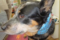 Handsome-fella-in-Kanine-Kollar-with-bones