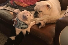 Henry-showing-off-his-plaid-Kanine-Kollar-to-his-buddy
