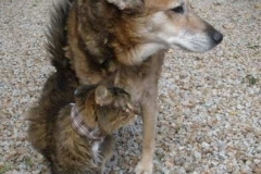 Milo-in-Kitty-Kollar-with-his-buddy