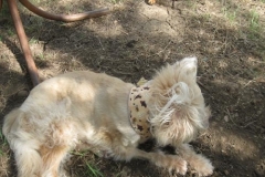 Moose-Loyd-showing-off-is-Kanine-Kollar