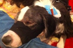 Odie-in-Kentucky-grateful-for-his-e-tube-and-Kanine-Kollar