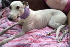 Prudence-the-greyhound-in-her-plaid-Kanine-Kollar