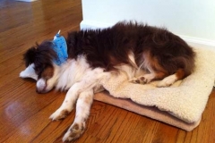 Ruby-chillin-in-Tennessee-in-her-Kanine-Kollar