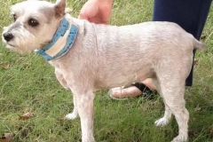 Snowie-stylin-with-a-Kanine-Kollar