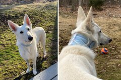 Ghost wearing Kanine Kollar